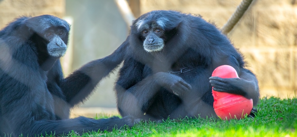 Baton Rouge Zoo