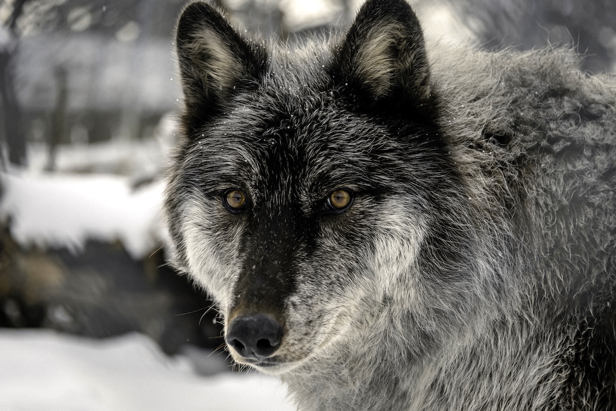 Wild Spirit Wolf Sancturary