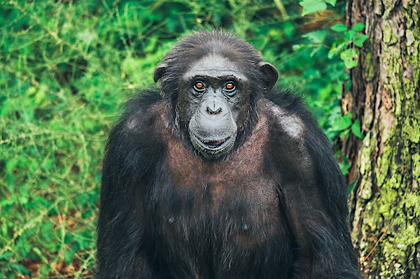 Chimp Haven