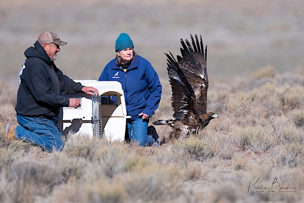 Hawks Aloft